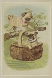 Mops-Hunde